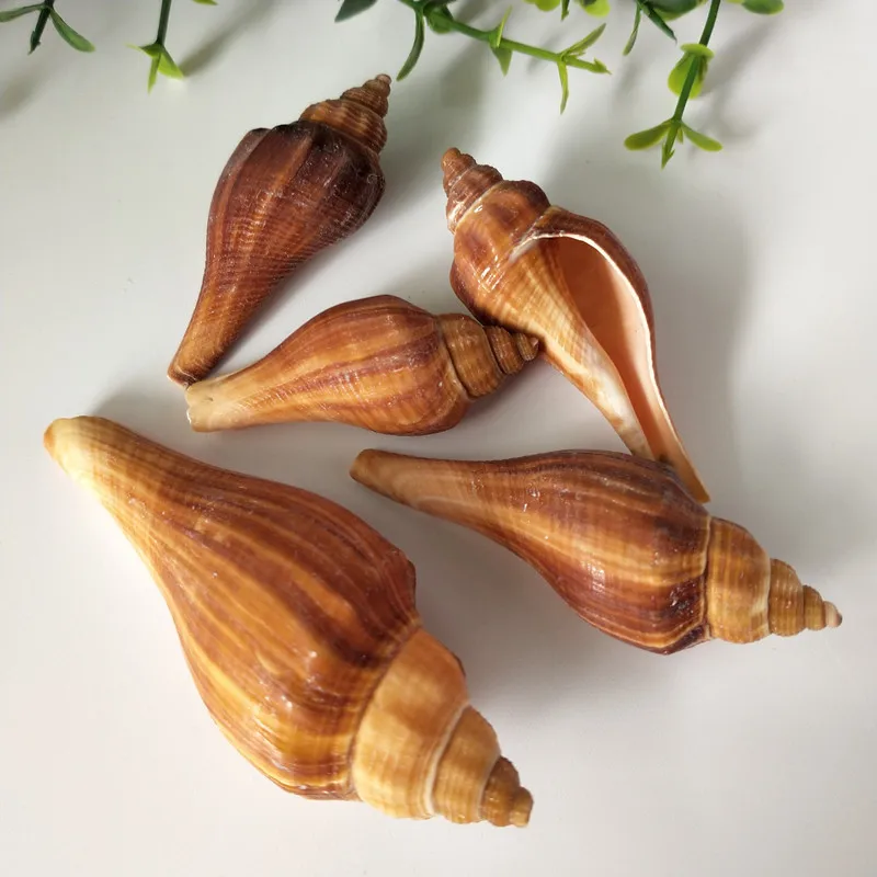 10 шт. натуральные морские раковины из ракушек свадебные украшения для дома