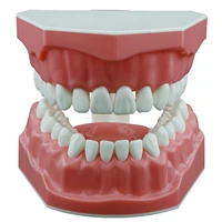 dental standard teeth model typodont demonstration denture kids dental supplies teaching studying size