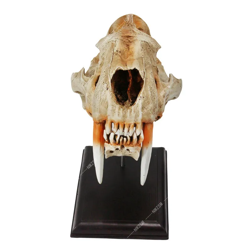 

High-quality 1:1 simulation of the American saber-toothed tiger skull skeleton model craft model haunted house bar decorations