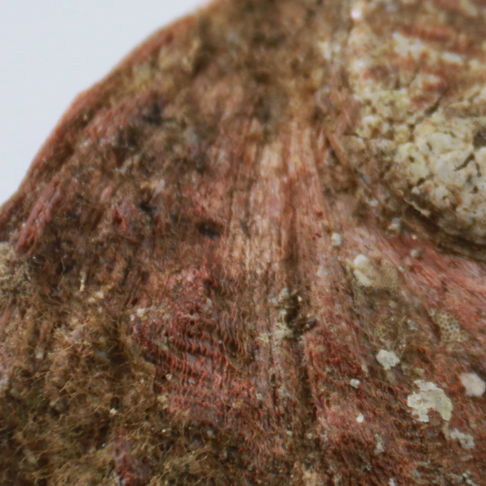 Натуральные ракушки из абалона украшение для дома аквариума ландшафта коробка