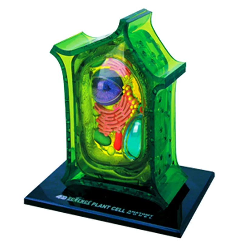 

Animal and plant cell organ anatomical model 4D master puzzle assembly toys Models for medical teaching