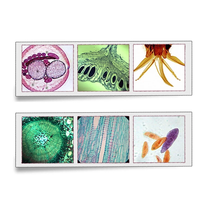 Слайды подготовленные для микроскопа насекомые салфетки набор слайдов |