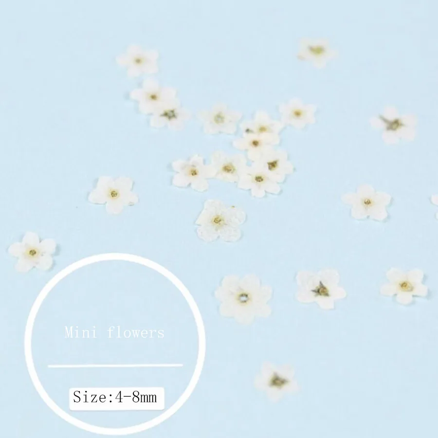 100 шт. прессованный высушенный очень мини белый Незабудка Forgetmenot цветок гербарий