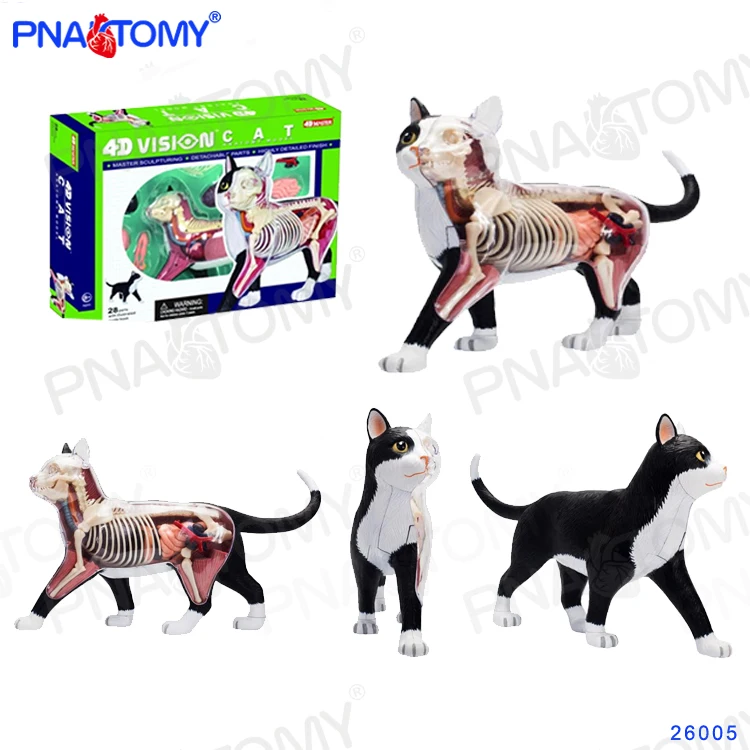

4D Animal Puzzle Cat Toys Animal Anatomical Models Detachable DIY Children Gifts Feline Model Educational Tool 4D MASTER 26005