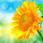 Алмазная живопись полный квадраткруглая дрель Подсолнух 5D алмазная живопись вышивка крестиком Мозаика кристалл картина Z2520