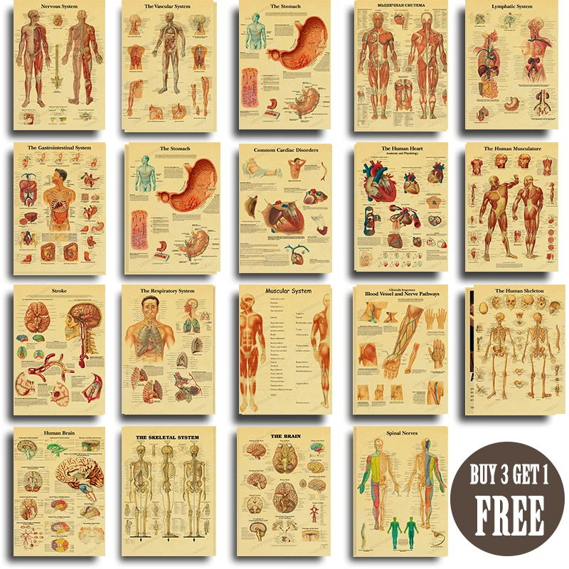 

Anatomy and Physiology The Body Structure Poster Skeleton Retro Kraft Paper Sticker Vintage Room Medical Decor Art Wall Painting