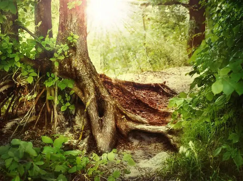 

SHENGYONGBAO Vinyl Custom Photography Prop Fairy Tale theme Photo Studio Background TH19924-3101