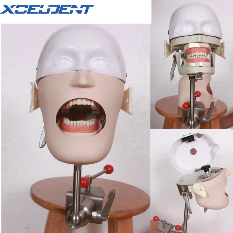 

Dental Head Model Stainless Steel Dental Manikins Phantom Training Simulator Medical Science Model for Dentistry Teaching