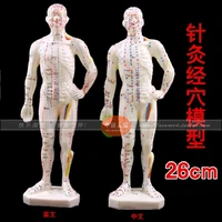 26cm chinese body model for acupuncture point male human acupuncture points model acupuncture point model