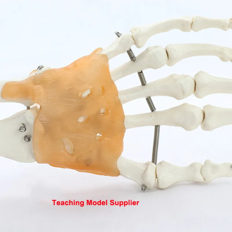 Гибкая модель человеческого сустава костного лигация запястья каркас пальмовой