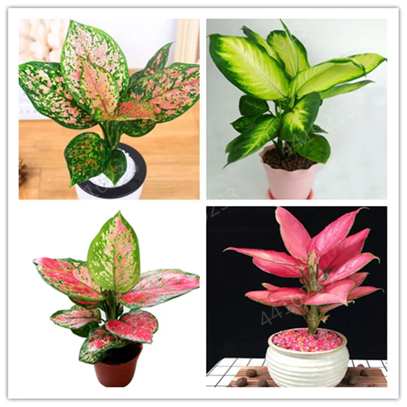 150 шт Искусственный diefffenbachia | Дом и сад