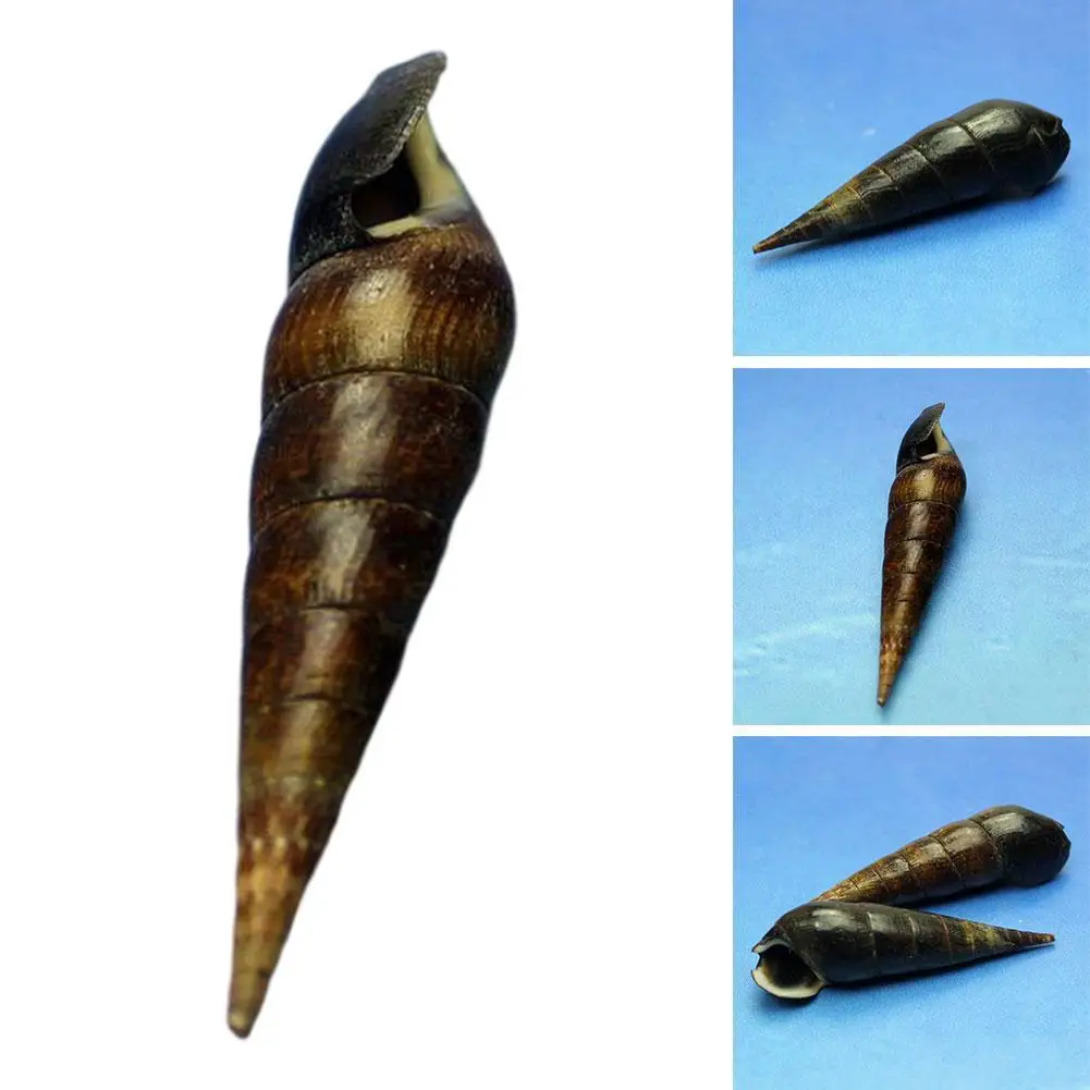 

Heiwei Snail 5-6 Cm Oncomelania Natural Conch Shell Sea Urchin Starfish Sea Iron Tree Mediterranean Home Decoration
