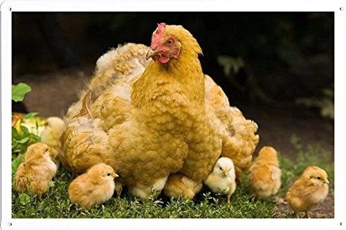 Постер с животными мира-жестяной знак курицей | Дом и сад