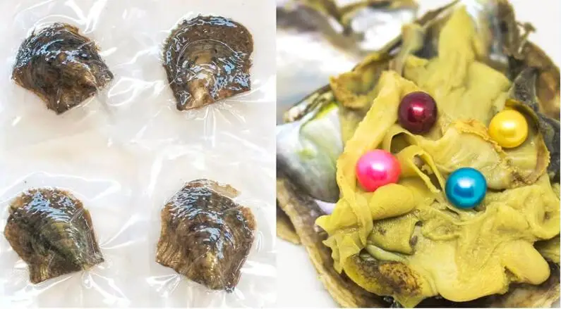 Популярный Quads Akoya Oysters 6-8 мм цветной круглый жемчуг 4 окрашенный в соленой воде