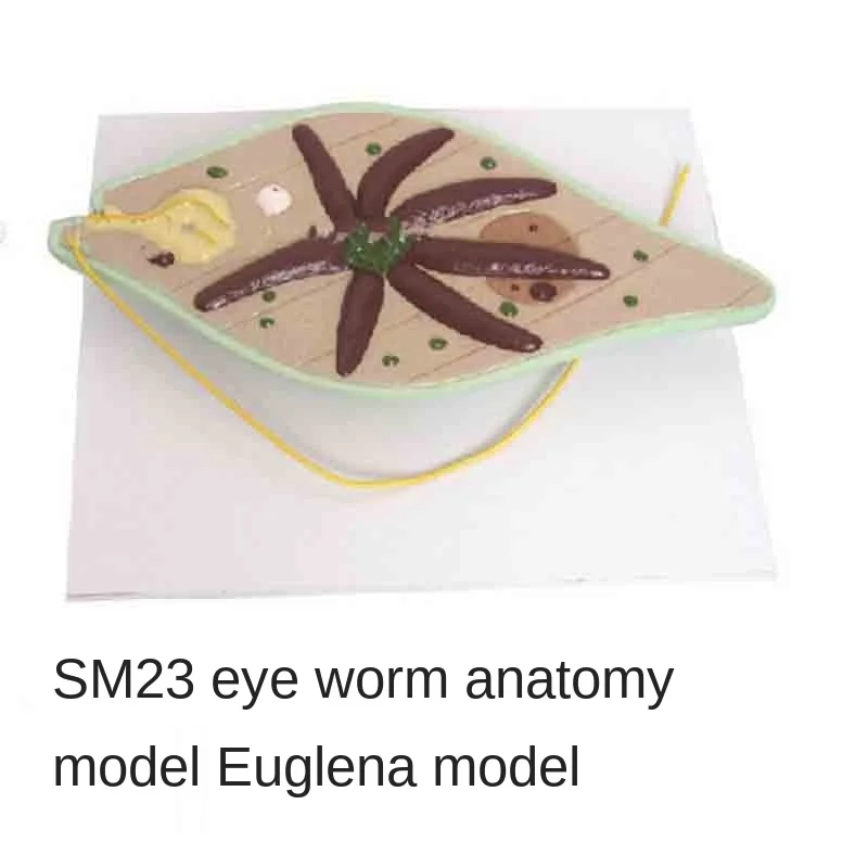 

Модель анатомии глазного червя SM23