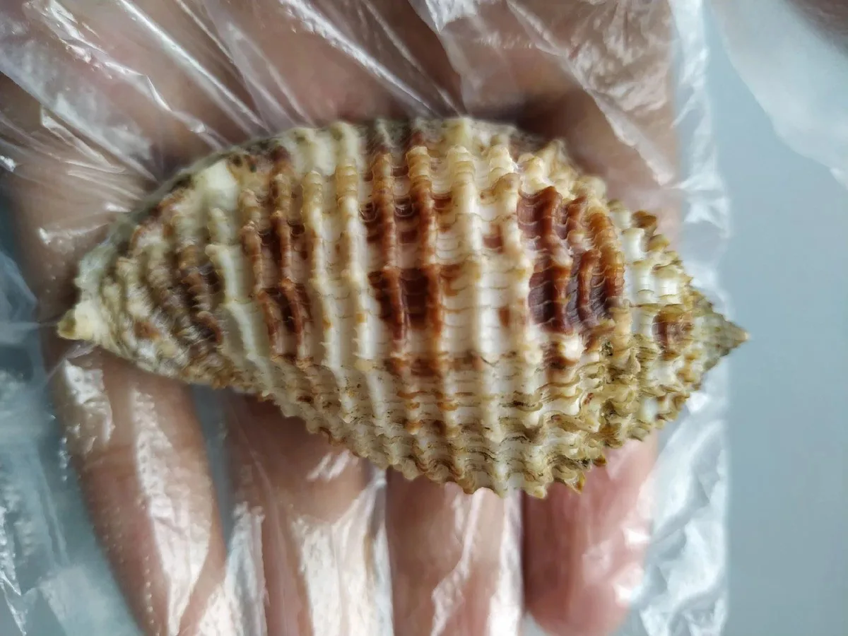 

Natural rare top-quality collectible conch with lid