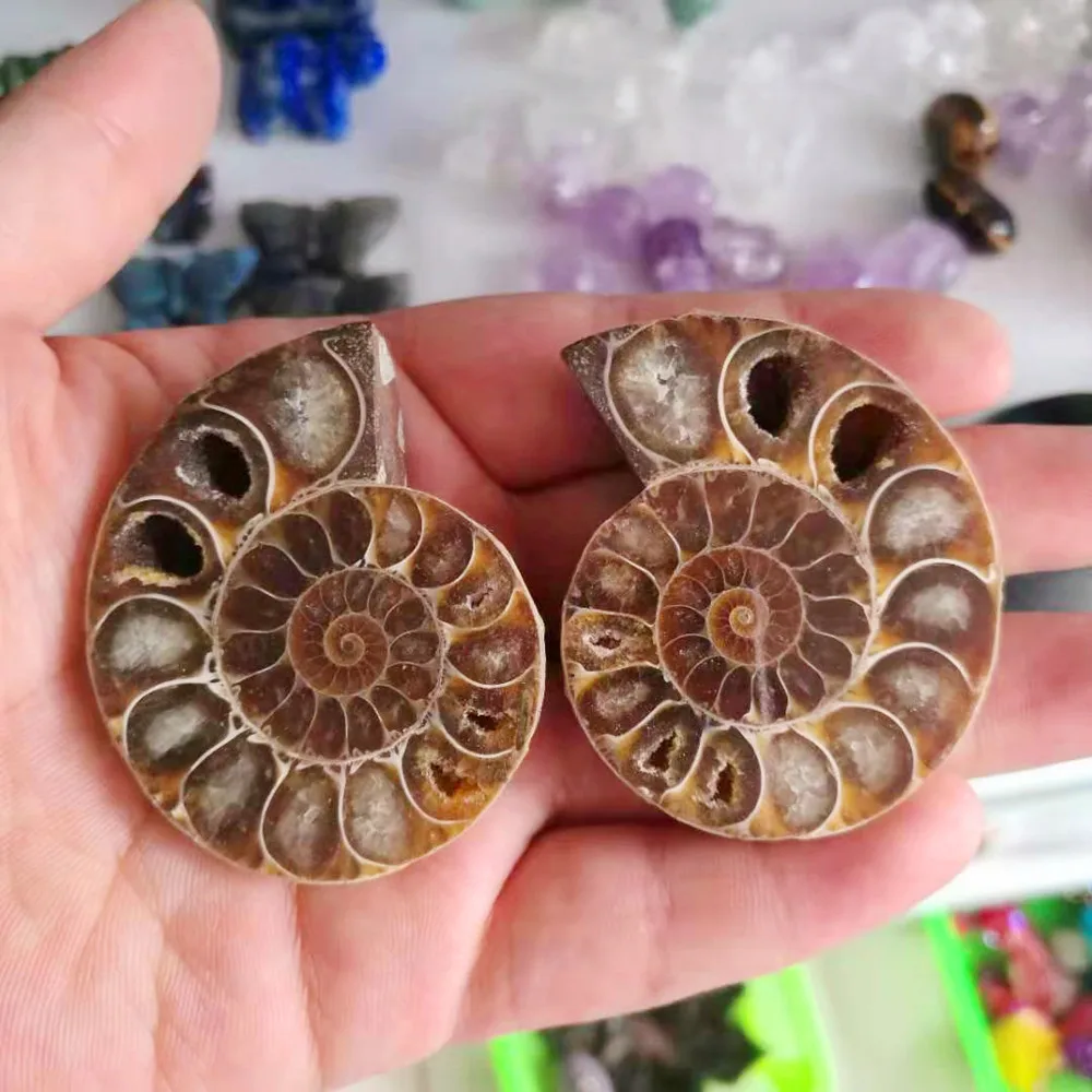 

Кусочки аммония, окаменевшие камни и минералы, кристаллы, кварцевые драгоценные камни, духовное исцеление, украшения рейки, arredo casa