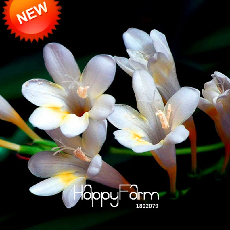 Бонсай Freesias великолепный сад красочные ароматные Цветочные растения Орхидея Флорес идеальные Цветочные Планты 100 Плант/упаковка