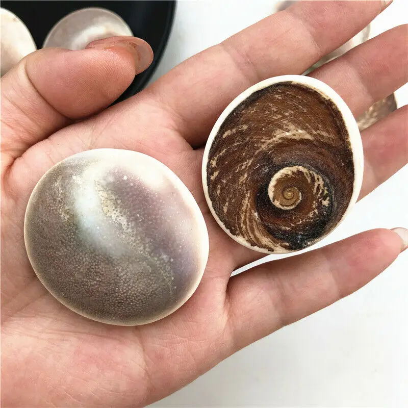 1 шт. натуральное красивое морское украшение для ракушек Исцеляющие подарки