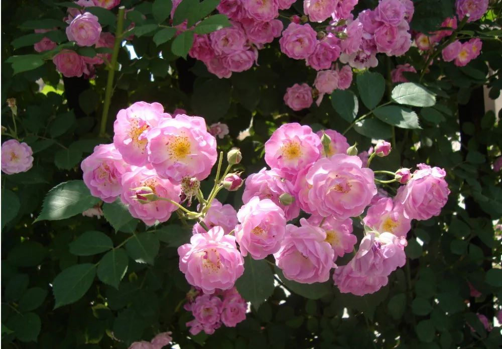 Rosa, альпинизма, растения, polyantha Rose, платье с цветочным узором в китайском карликовые деревья, альпинизма, розы, сад, 200 шт./пакет