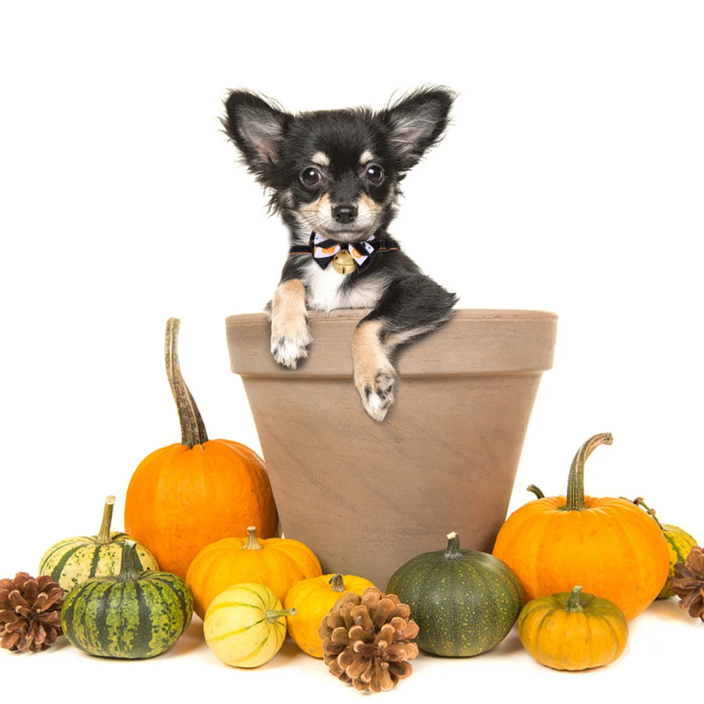 Собачий ошейник с колокольчиками ремешок на шею в виде тыквы для собак и домашних