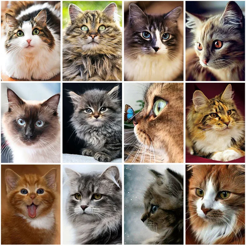 

DIY Cat 5D Diamond Painting Full Square Drill Animal Cat Diamond Embroidery Cross Stitch Kits Mosaic Wall Art Gift Home Decor