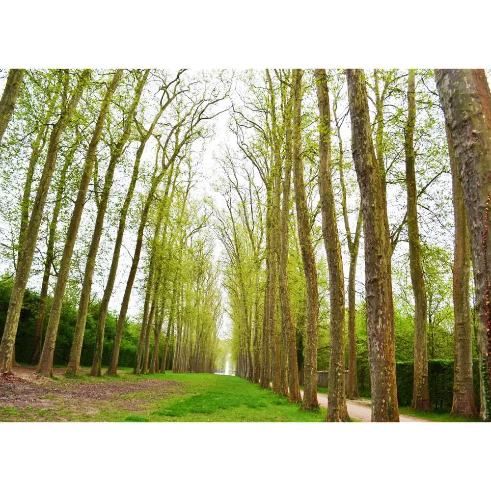 

Vinyl Custom Photography Backdrops Props Landscape wood Theme Photo Studio Background HM20721-12