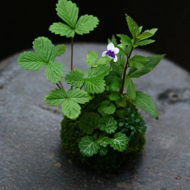 

Moss Bonsai Natural Moss Garden Decor Accessories Living Moss Ball Green Sphagnum Substrate Decoration Flowers