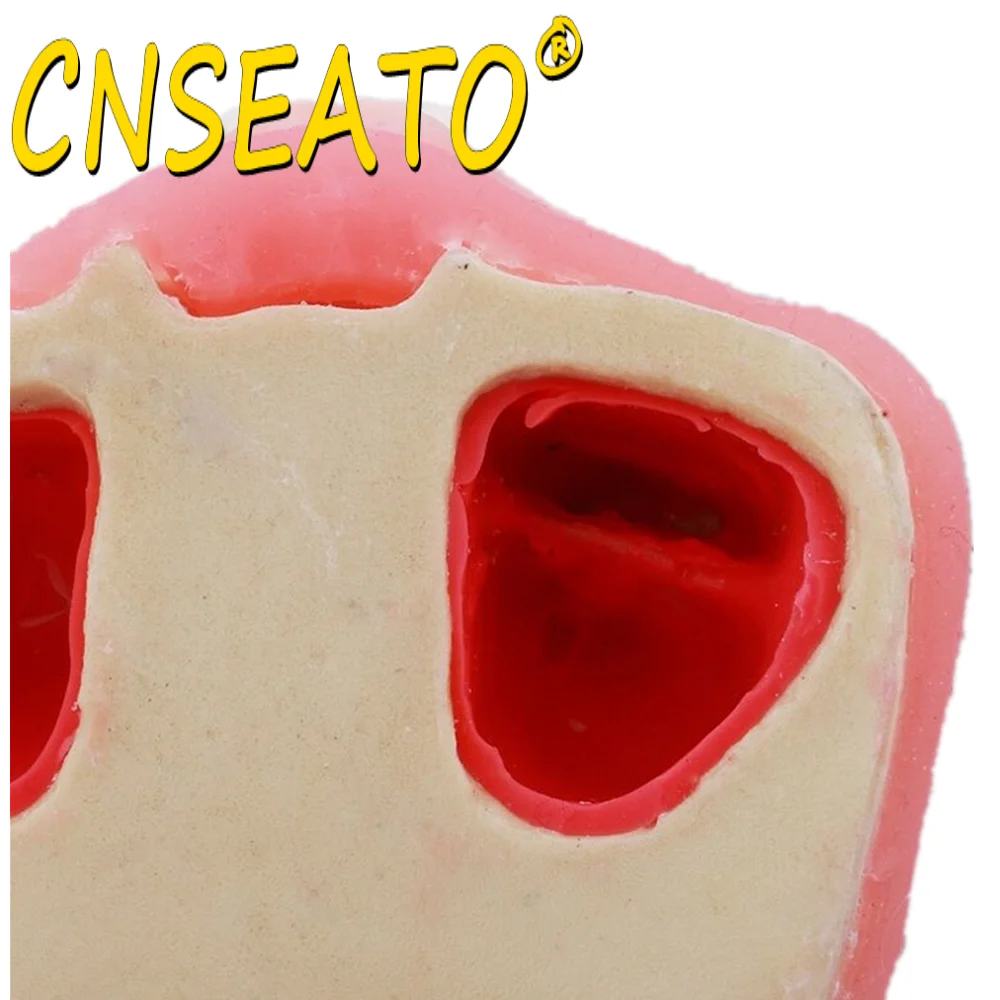 Стоматологическая модель зубов зубной тренажер для тренировки подъема кости в