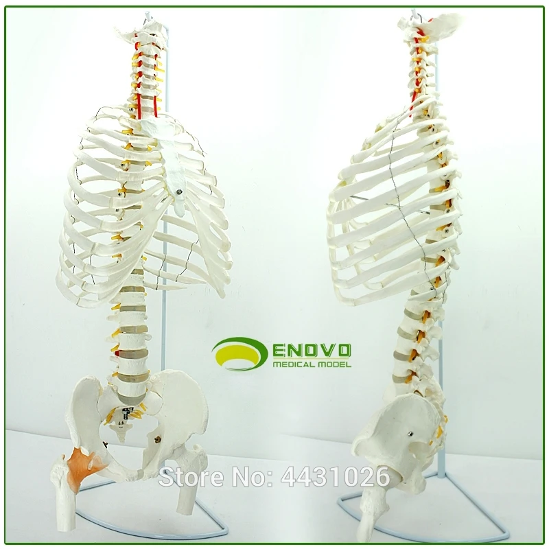 ENOVO модель ребристой клетки грудного позвоночника поясничного Позвоночника