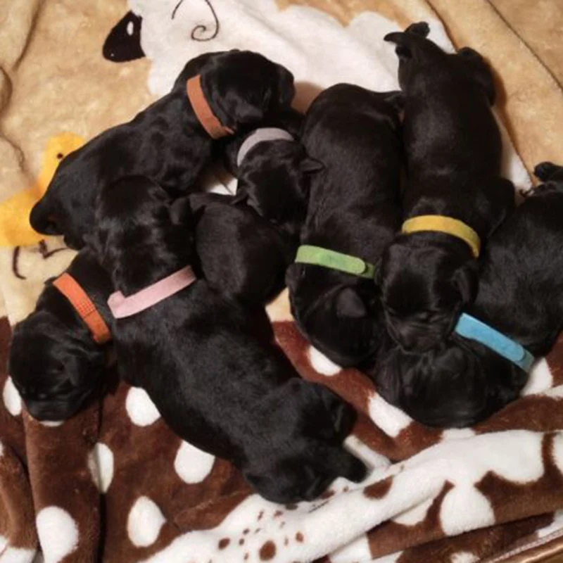 Hot Sale Dog Collar Colorful Puppy Cat Neck Strap Pet Identification Necklace ID Bands Supplies 12colors | Дом и сад