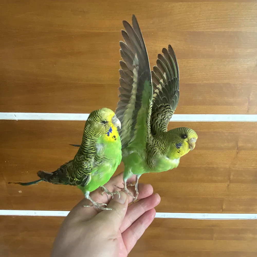 

2 шт. таксидермия начинкой Евразийский зеленого цвета Melopsittacus напалеон/волнистый Попугайчик волнистый попугай образца обучения/украшения