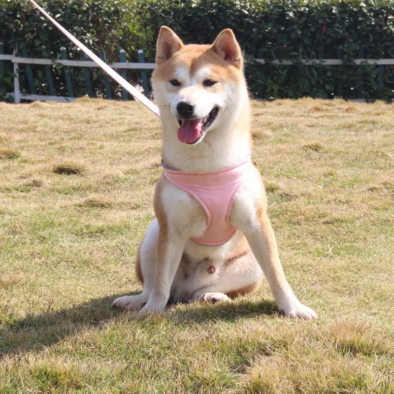 Легкий замшевый бархатный ошейник для собак Светоотражающий маленьких и средних