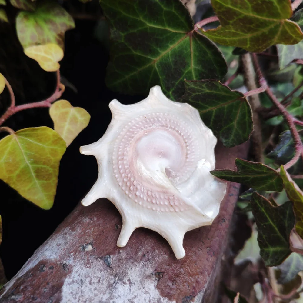

2Pcs Aquarium Landscaping Shell DIY Crafts Supply Creative Gift (Random Color)