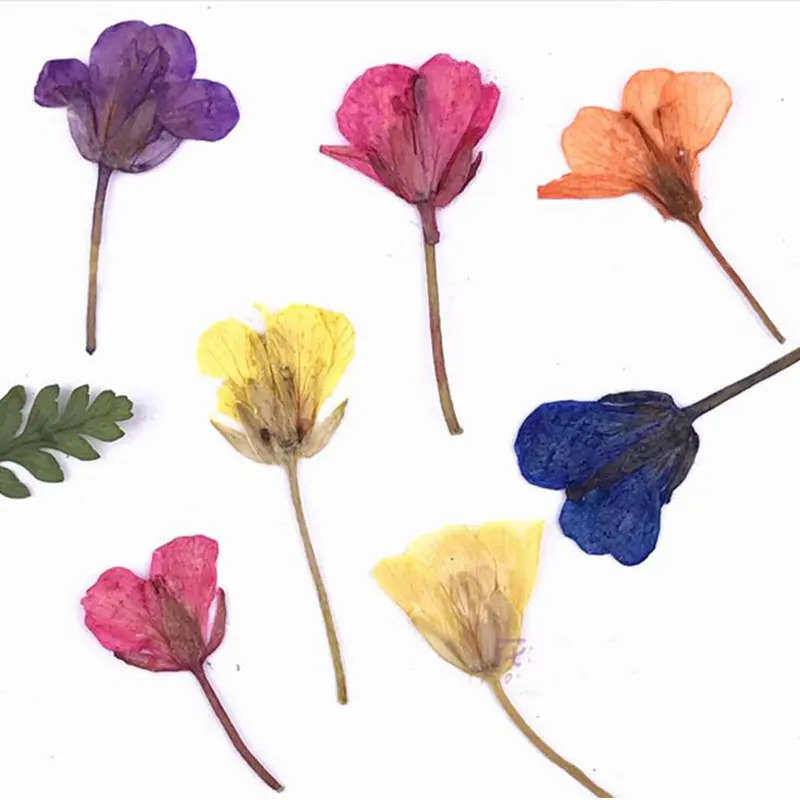 Натуральные прессованные настоящие цветы канолы 12 шт./компл. сушеные для поделок