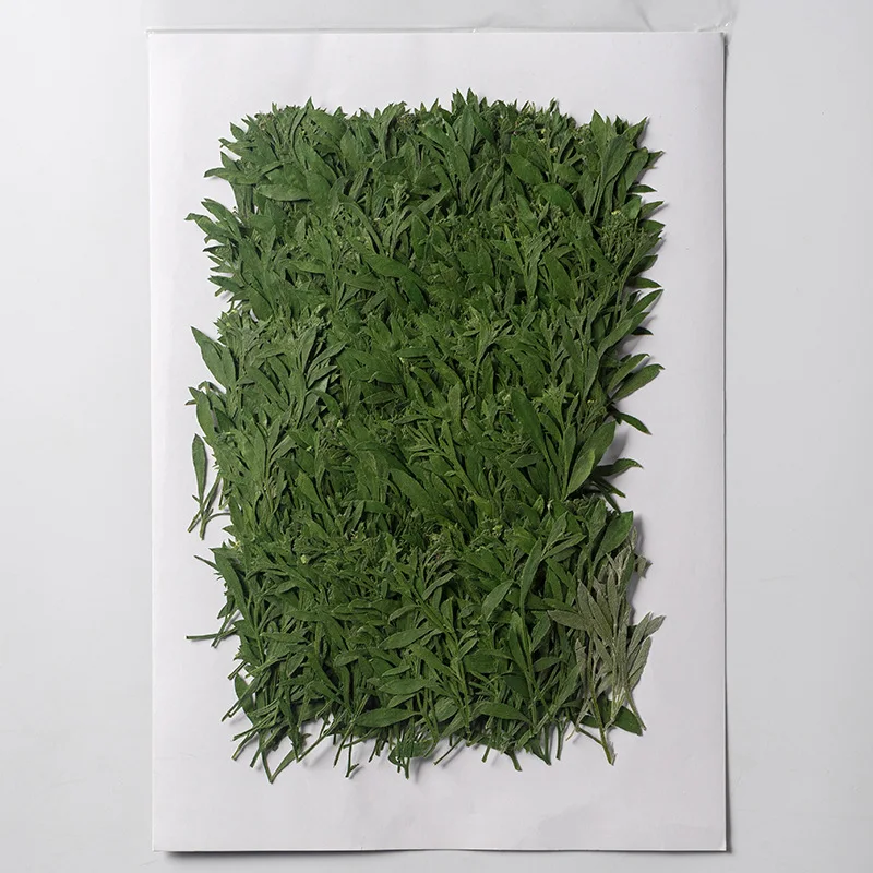 

120pcs Pressed Dried Lobularia maritima Leaf Herbarium For Epoxy Resin Jewelry Making Bookmark Face Makeup Nail Art Craft