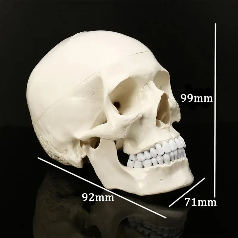 

Equipment Human Skull Model Anatomical Art Haunted House Party Replica Decoration Medical Teaching Skeleton Tracing