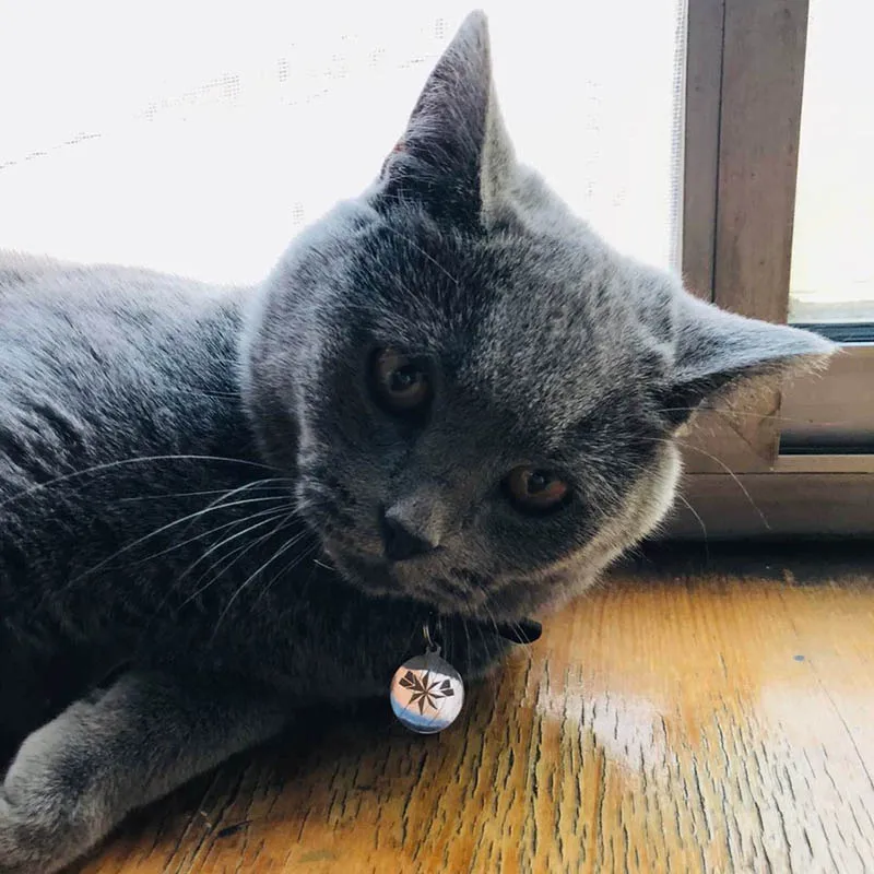 Movie Marvel Captain Orange Cat Goose Collar Batman Neck Pet Customizable Avengers Endgame dog cat Toy Necklace | Украшения и