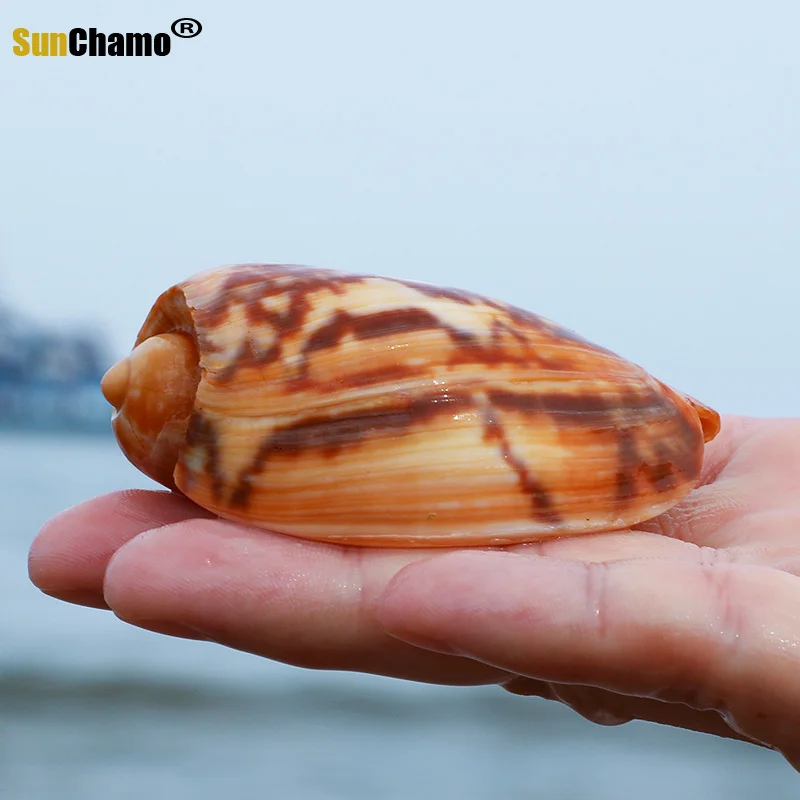 

Natural Snail Conch Shell Ladybird Snail Household Decoration Aquarium Decoration Landscape Craft Micro-landscape Creative Gifts