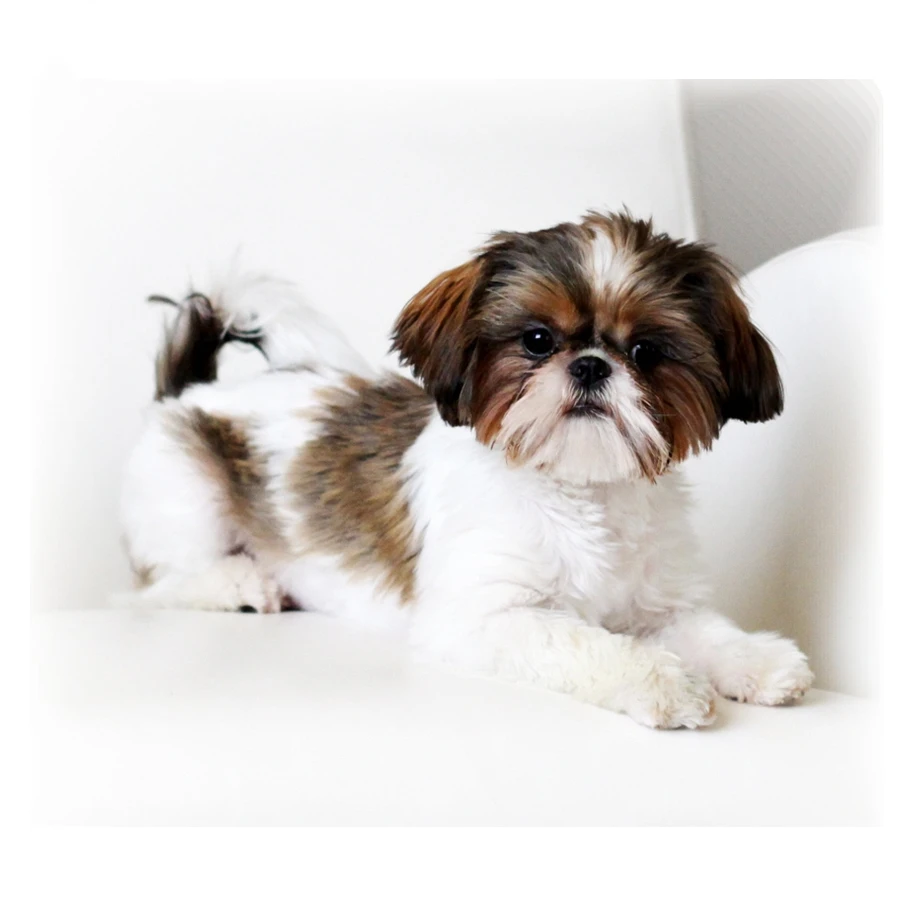 Shih Tzu 5D DIY Алмазная картина вышивка крестиком 3d-бриллиантовая вышивка рисунок собаки из страз полная квадратная Алмазная Мозаика Декор