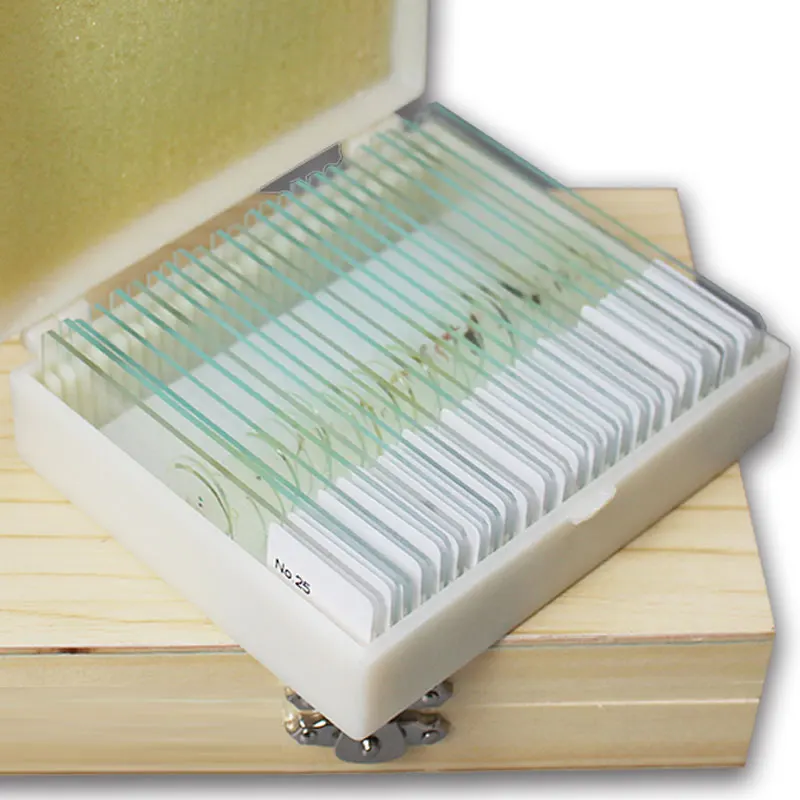 25 шт. подготовленные насекомые комары мухи пчела бабочка чеканка образец