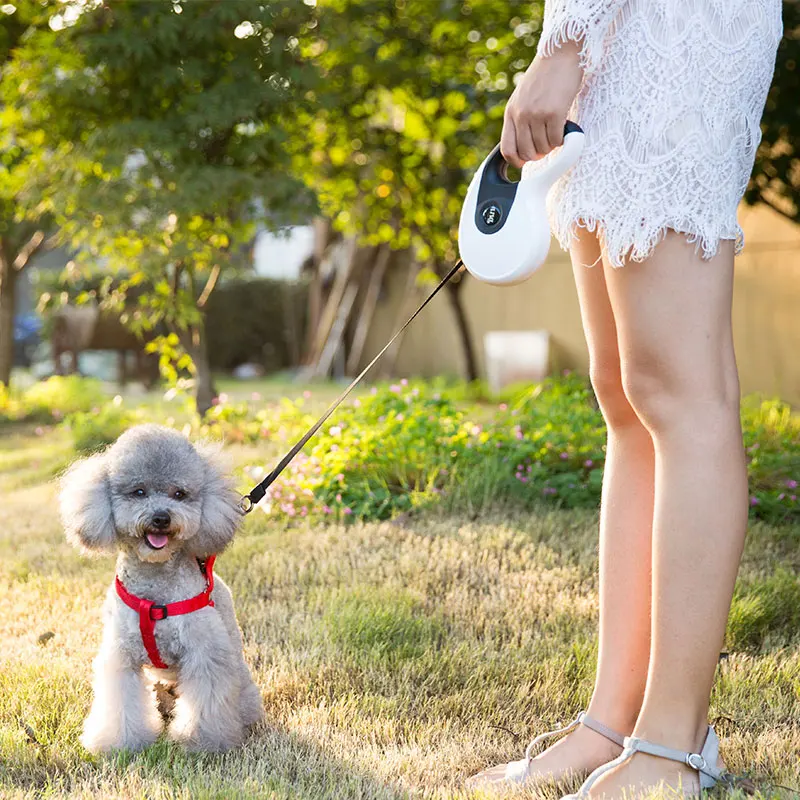 

Large Medium Small Pet Dog Walking Collar Retractable Pet Dogs Leash Personalized Chihuahua Dog Leashes Pet Dog Supplies II50GQY