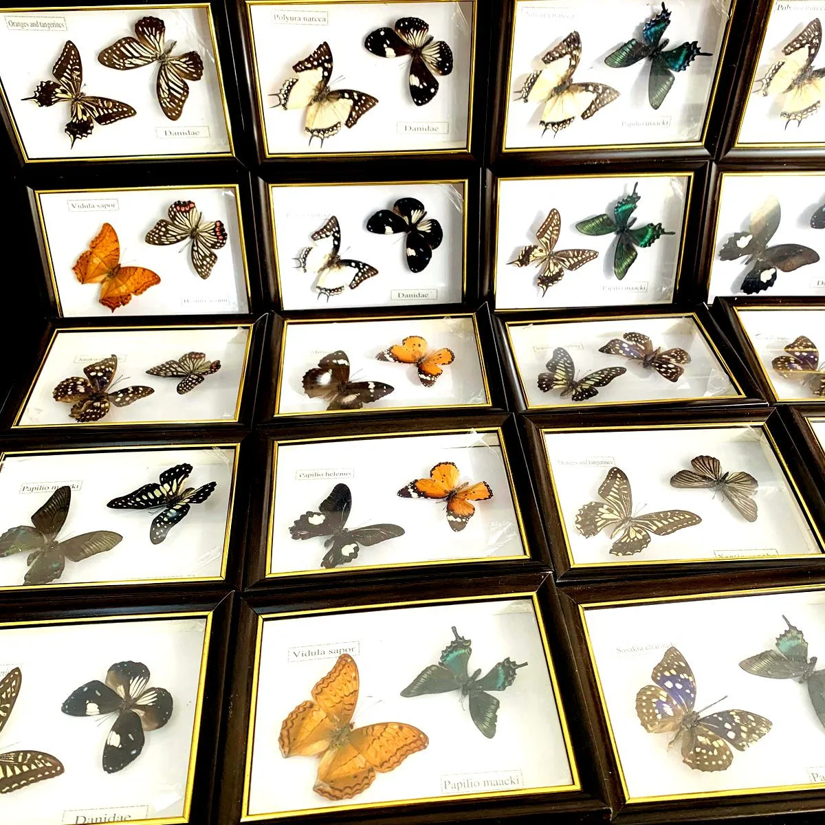

Real Butterfly Specimen Natural Colorful Education Teaching Home Decor Artwork Material Gift Ornament DIY Tabletop Decoration