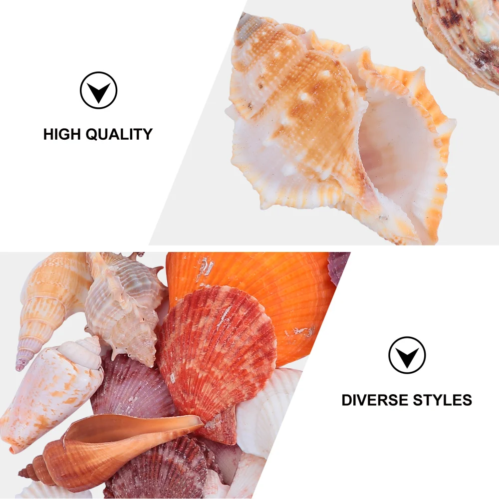 

1 Set Conch Shell Ornaments Diverse Practical Conch Ornament Fish Tank Decorations for Home