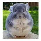 5D DIY наборы для алмазной живописи Шиншилла Бриллиантовая мозаика с животным живопись Вышивка Полный льняное настенное искусство домашний декор сюрприз коробка