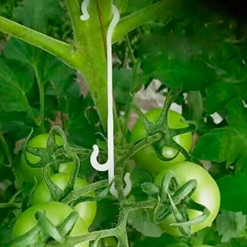 

the Tomato Support Hook Is Used for the Vegetable Holder in the Garden to Prevent the Vegetable From Being Squeezed