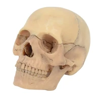 4d disassembled skull anatomical model detachable teaching tool