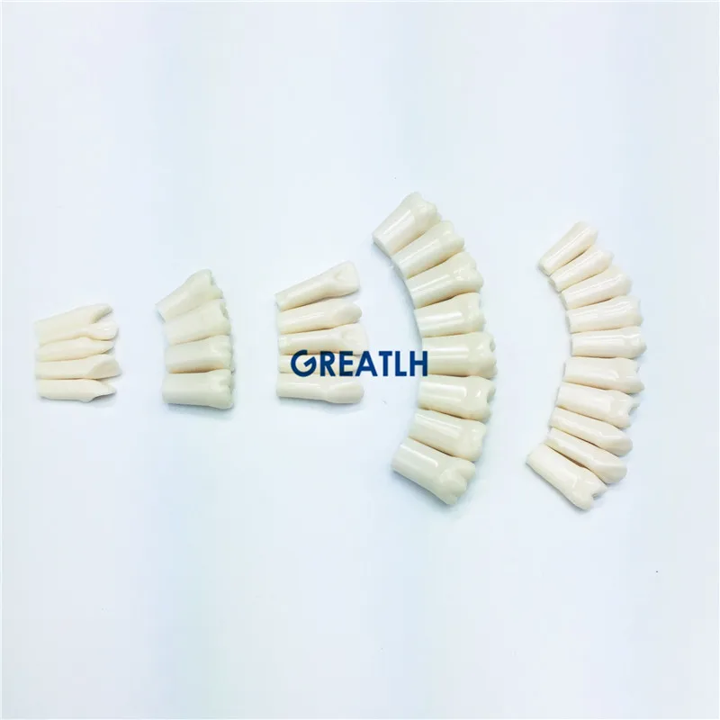 28pcs/32pcs Dental Practise Teeth Dentist Artificial for Implant Mandible | Красота и здоровье
