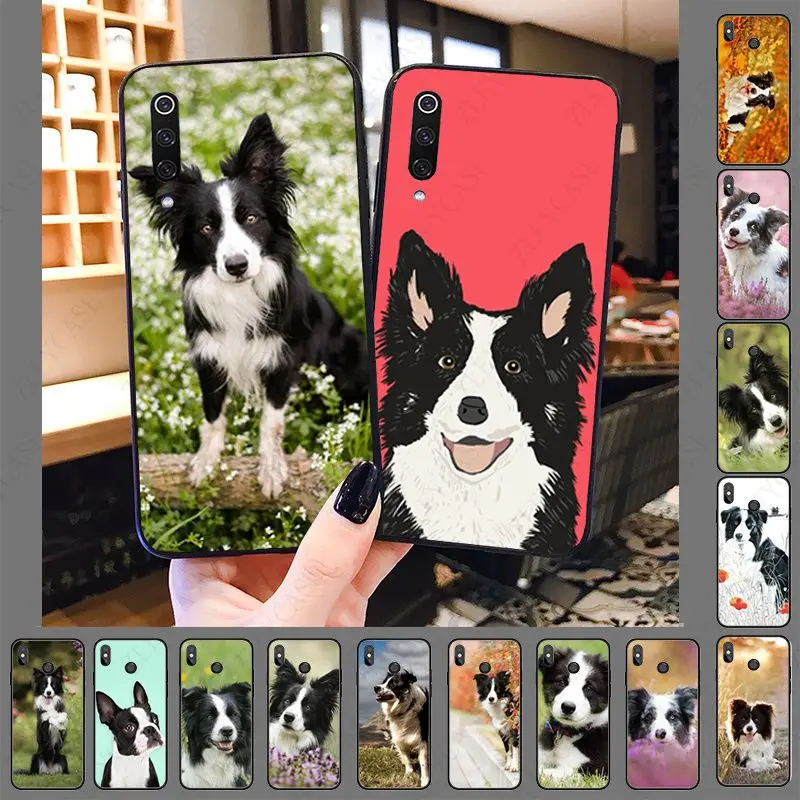 border collie dog border collie dog