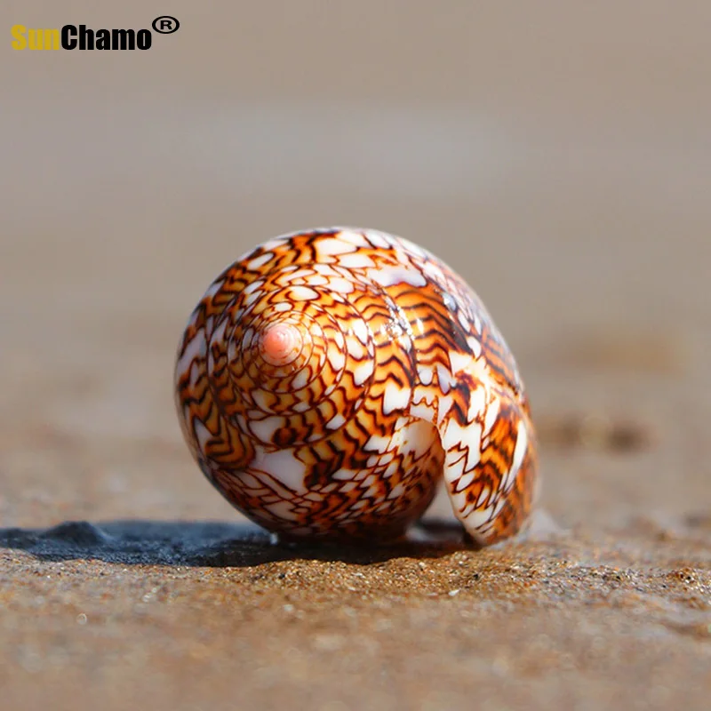 Новая ваза с винтовым плетением раковина из натуральной раковины украшение для